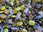 65 g Glasperlen-Mix, Funkelnde Feria, Tschechisches Glas (Unique Mix of Czech Glass Beads)