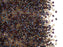 5 g 11/0 Miyuki Delica Japanische Rocailles, Topaz glänzend mit lila gefärbtem Loch