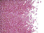 5 g 11/0 Miyuki Delica Japanische Rocailles, Blassflieder mit gefärbtem Loch AB