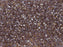Delica Beads Cut 11/0 Funkelnd hell Amethyst mit Topaz gefärbtem Loch Japanische Glasperlen Miyuki Farbe_Purple Farbe_ Multicolored