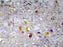 1 St. Fire Polished Glasperlen Set rund 3mm, 4mm, 6mm, 8mm. 3 Farben: Kristall Glasmalerei, Kreideweiß, Kristall AB, Tschechisches Glas
