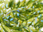 Dolchperlen 5x16 mm Olivin AB-Streifen Tschechisches Glas Farbe_Green Farbe_ Multicolored