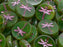 Libelle Münzperlen 17 mm Olivin Travertin mit Fuchsia Streifen Tschechisches Glas Farbe_Green