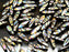 25 St. Dagger Gepresste Perlen 5x16mm, Böhmisches Glas, Topas Zebra Vitrail Matte